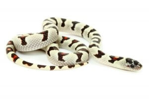 Lampropeltis mexicana greeri